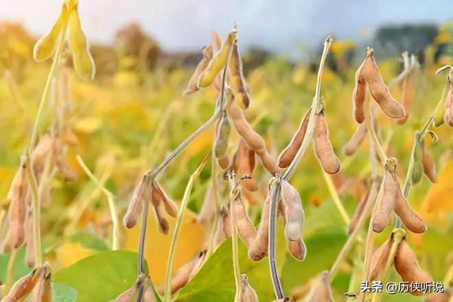 欧美多次围剿中国打响“粮食战争”如今中国的反击开始了！(图11)