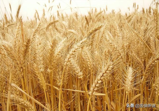 欧美多次围剿中国打响“粮食战争”如今中国的反击开始了！(图13)