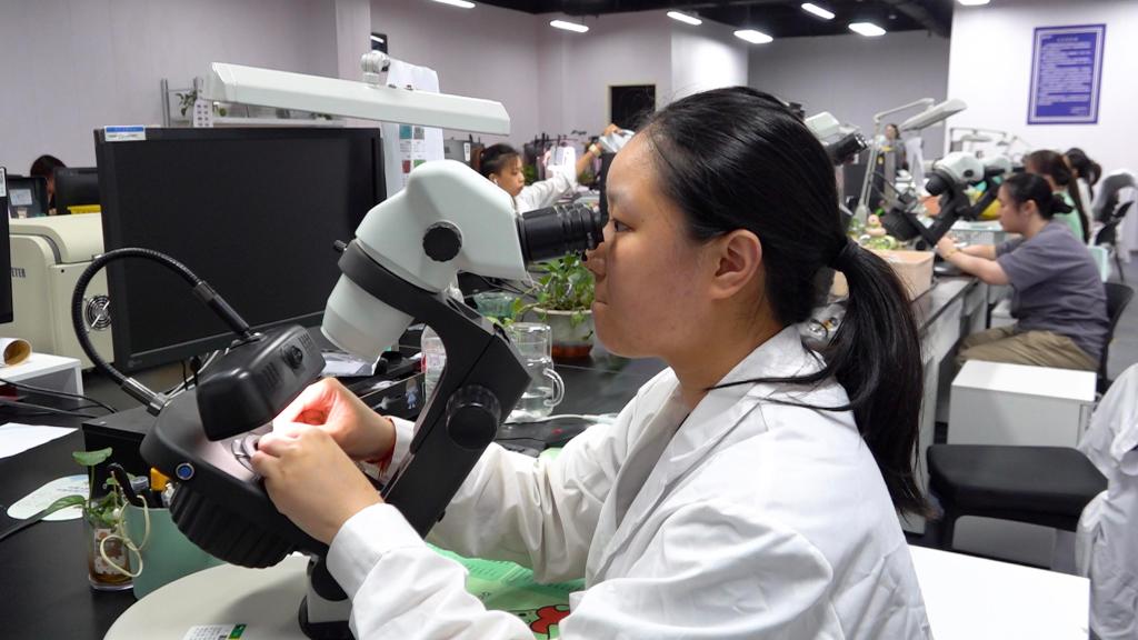 全球七成以上！看“珍珠小镇”如何结缘“美丽经济”(图3)