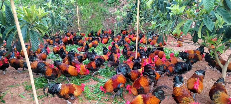 十年坚守育珍品​——记屏山县新安镇安和村康卓光的生态土鸡养殖(图2)