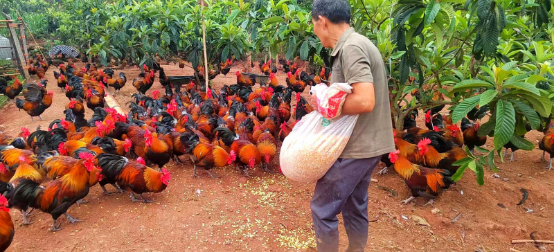 十年坚守育珍品​——记屏山县新安镇安和村康卓光的生态土鸡养殖(图3)