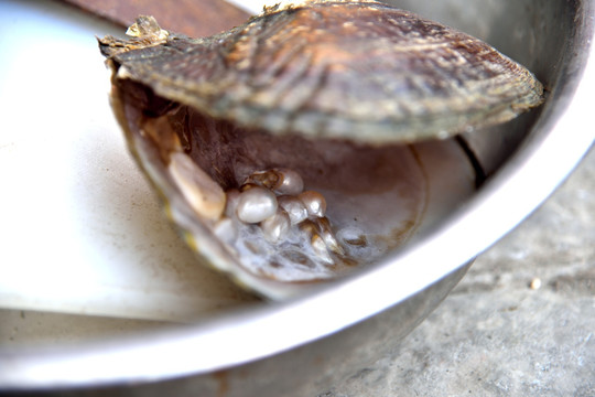 新手必看!饲养珍珠鸟的注意事项都在这里啦!赶紧学起来(图1)