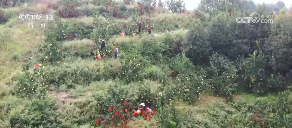 “土特产”变“金名片” 各地多元特色产业描绘乡村振兴好“丰”景(图2)