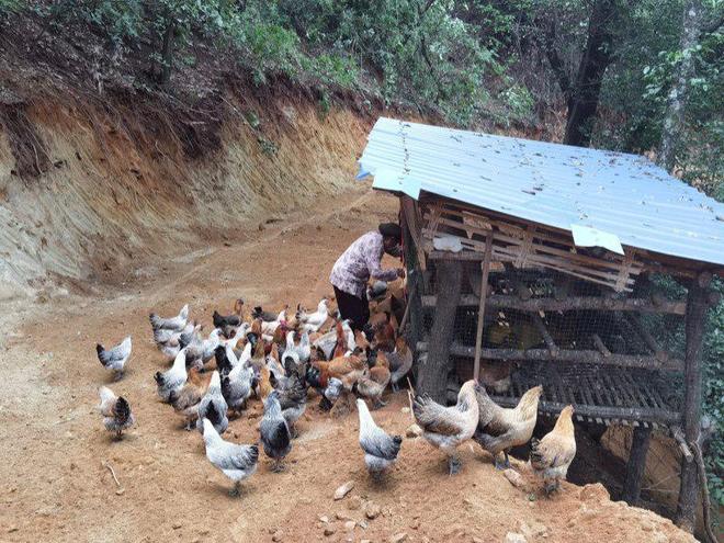 返乡青年“凉山大表哥”深山养鸡闯出乡村振兴致富路(图2)