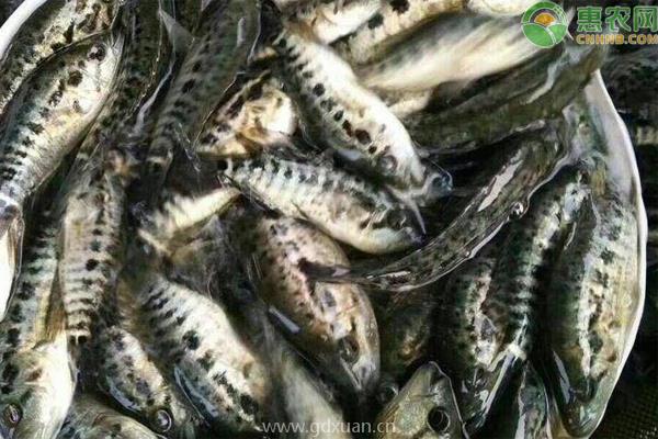 金融活水精准滴灌资本赋能产业振兴(图1)