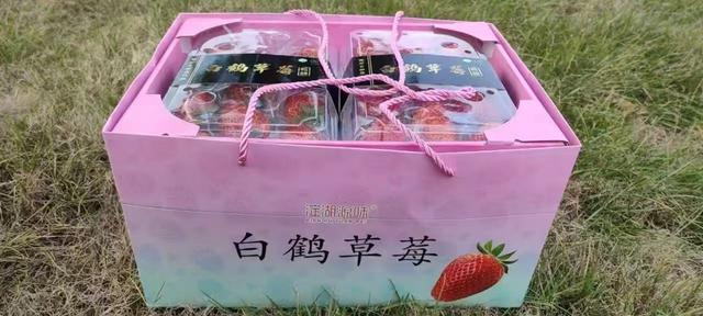 从6株种苗到5700余亩连片田园青浦白鹤镇用一颗草莓撬动乡村振兴(图3)