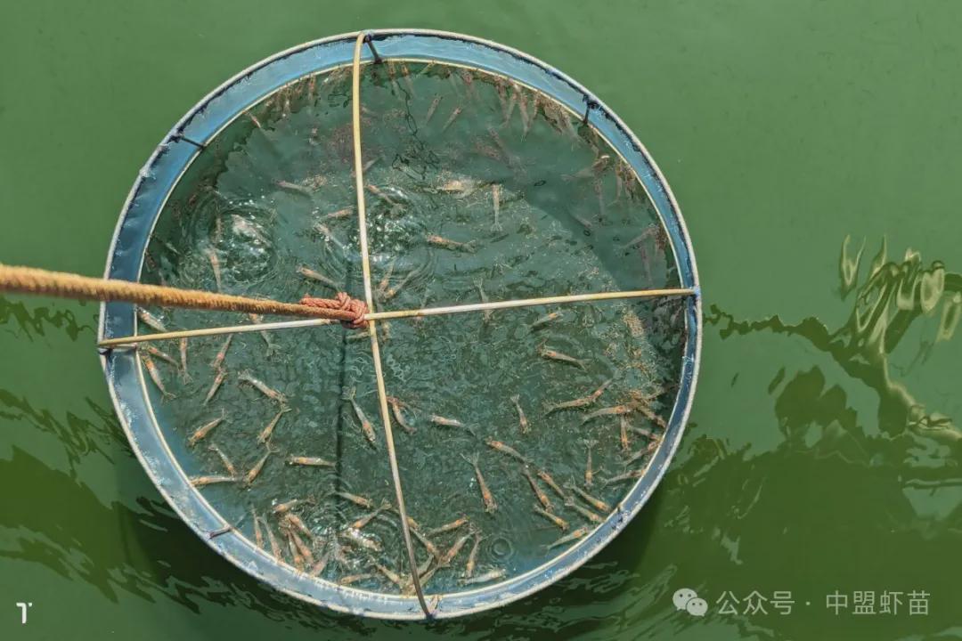 中国养殖业环保转型？养殖户：从先污染后治理到现在不敢污染(图1)