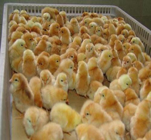 扶沟积极发展特色种植养殖产业(图1)