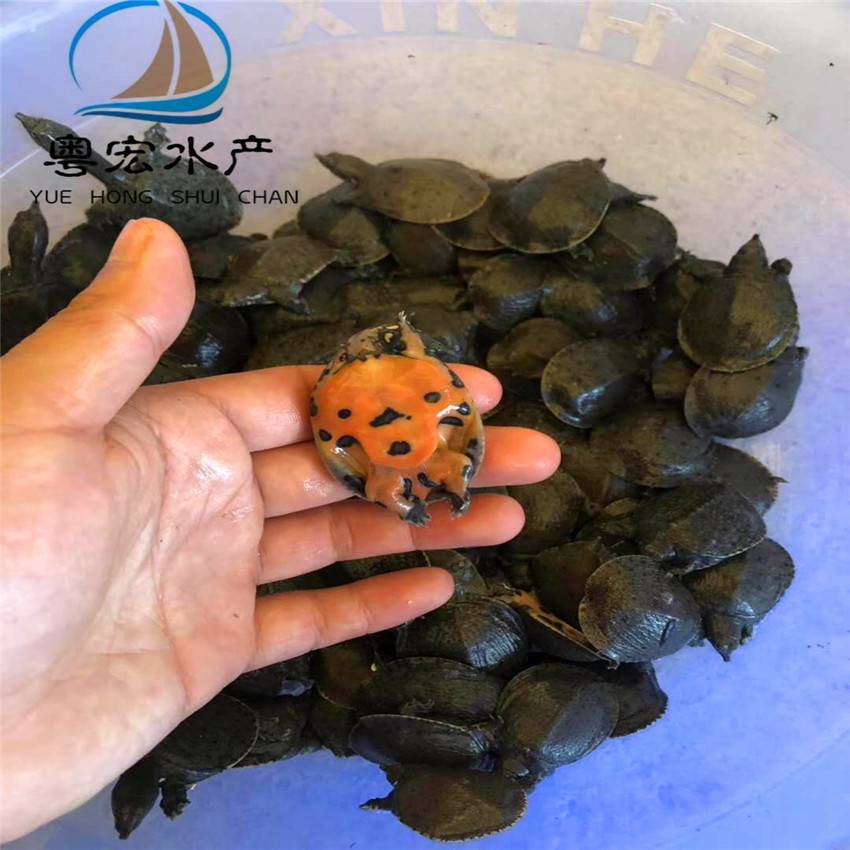 嘉兴本地草莓上市 较往年推迟近一个月(图1)