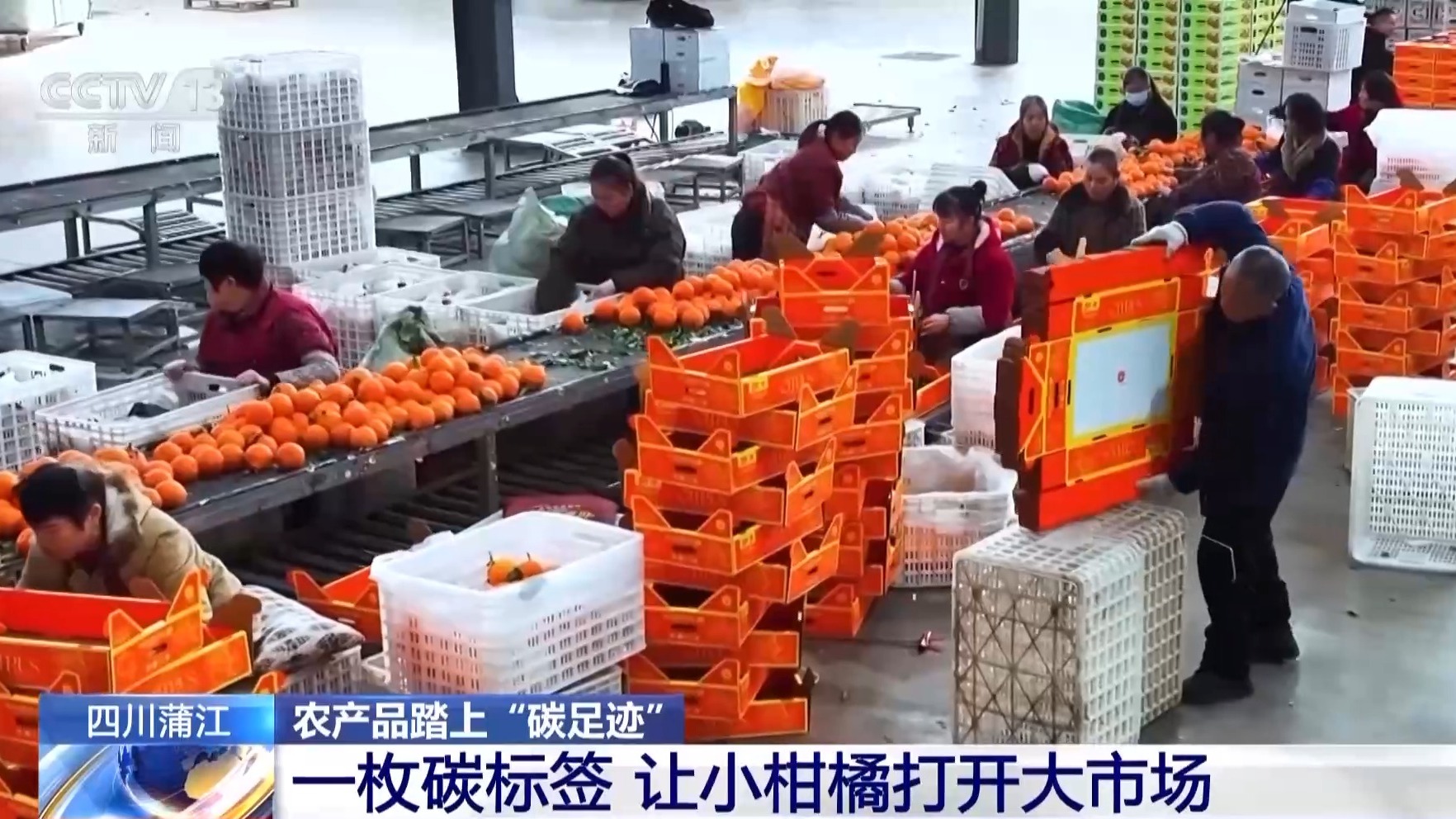 农产品踏上“碳足迹” 这个新标尺让柑橘“甜”上加“值”(图4)