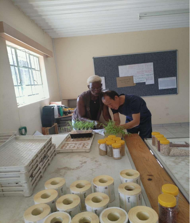 种子减贫传佳话 潜江农技耀非洲(图1)