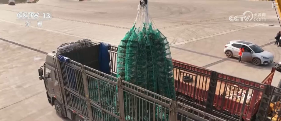 “海上牧场”迎丰收产销两旺 科学养殖新模式为“深海粮仓”注入澎湃“新”动力(图2)