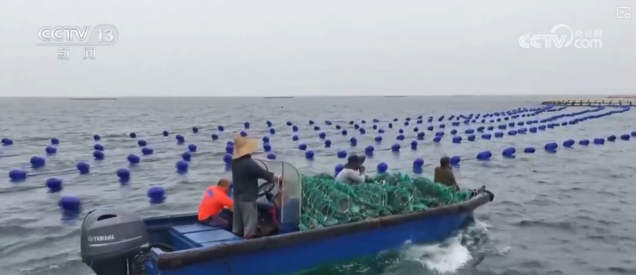 “海上牧场”迎丰收产销两旺 科学养殖新模式为“深海粮仓”注入澎湃“新”动力(图5)
