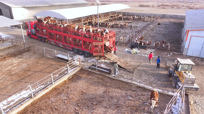【乡村行·看振兴】高台：牛业“链”上发力 打造集群发展新图景(图3)