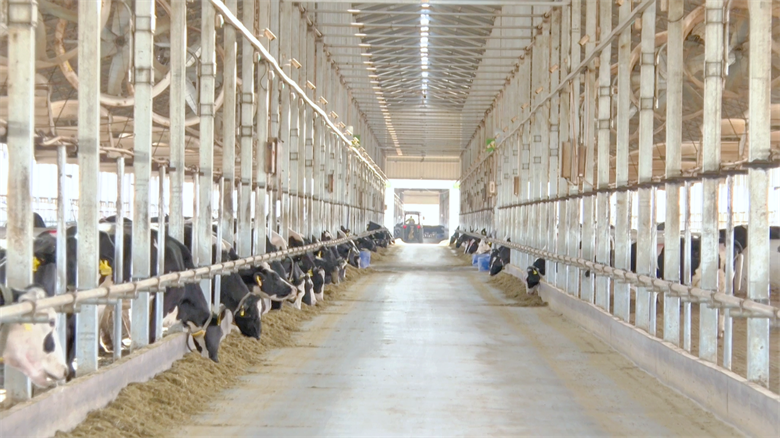 【乡村行·看振兴】高台：牛业“链”上发力 打造集群发展新图景(图4)