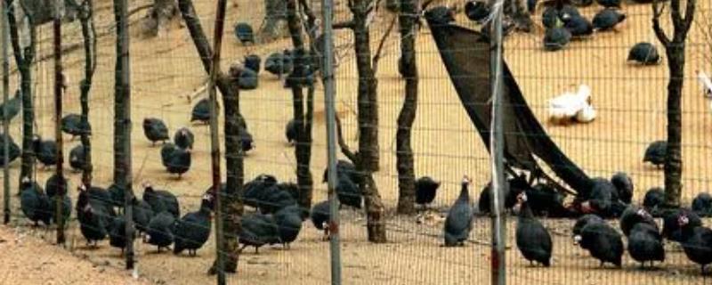 珍珠鸡的养殖技术选择干燥且温暖的环境养殖为佳(图1)