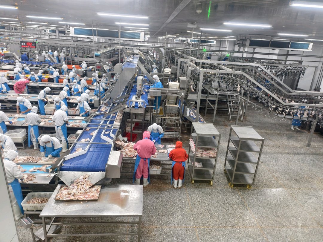 潍坊诸城:借“鸡”发力产业兴立体养殖效益强(图1)