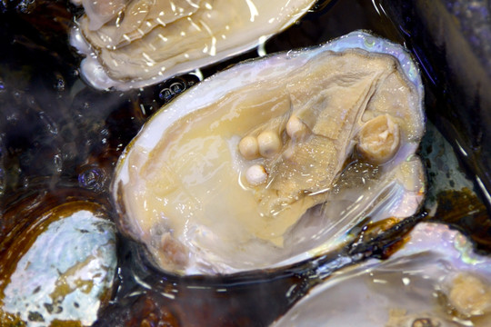 浙江德清!揭秘淡水珍珠的养殖与文化传承(图1)