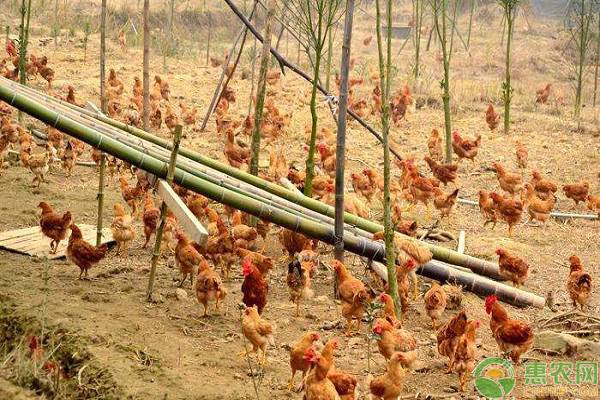 年轻人家里养鸡爆火:不是矫情是清醒这届年轻人在鸡飞蛋打中找回生活本真(图1)