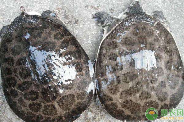 全过程可控的工厂化珍珠养殖系统的制作方法(图1)