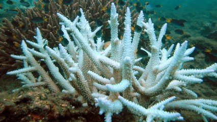 破解珍珠养殖与水质污染难题一项“黑科技”将全省推广(图3)