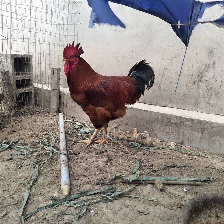 益阳职院专家团队援埃塞农业职教结硕果 土鸡种蛋孵化率大幅提升获认可(图1)