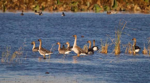 国际湿地城市何以是济宁？(图6)