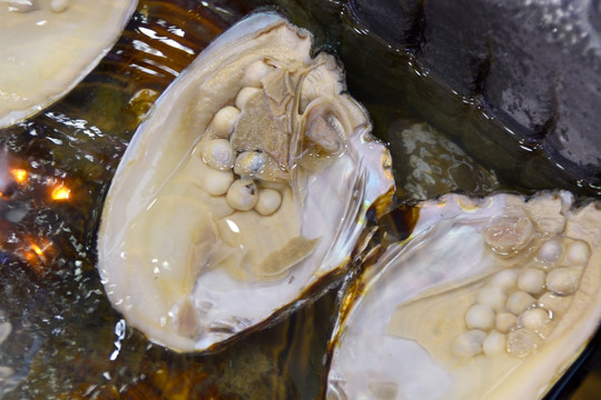 59岁男子投放鼠药毒死多只宠物狗获刑一年十个月!(图1)