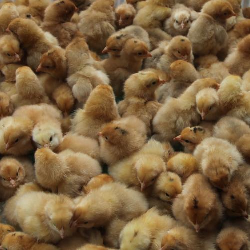 去越南旅游5日游攻略越南金牌导游电话？(图1)