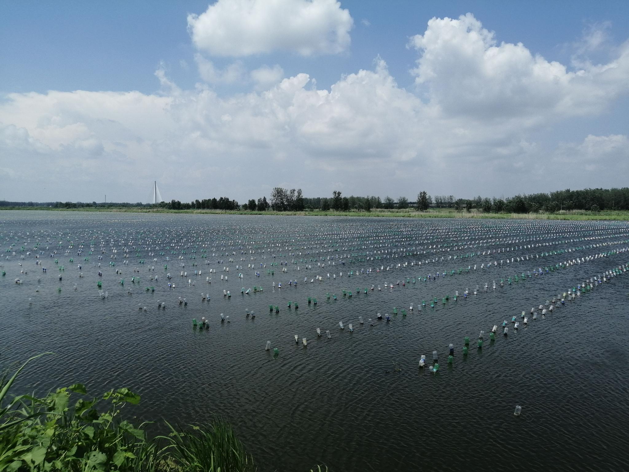 有关山下湖养珍珠时的污染问题报告docx(图1)