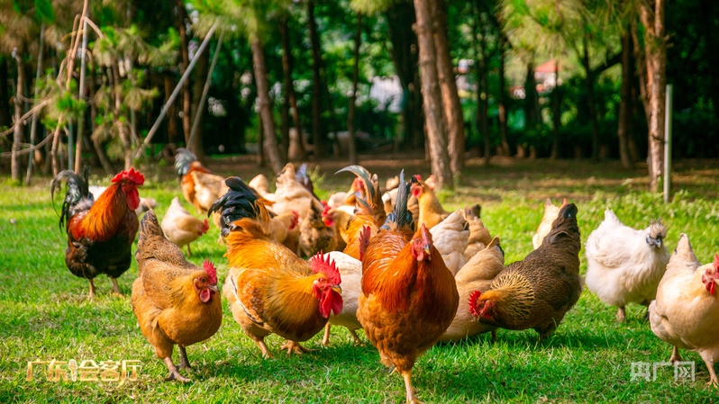 广东会客厅｜专访温氏股份董事温蛟龙：守正创新谋发展 粤品出海开新局(图1)