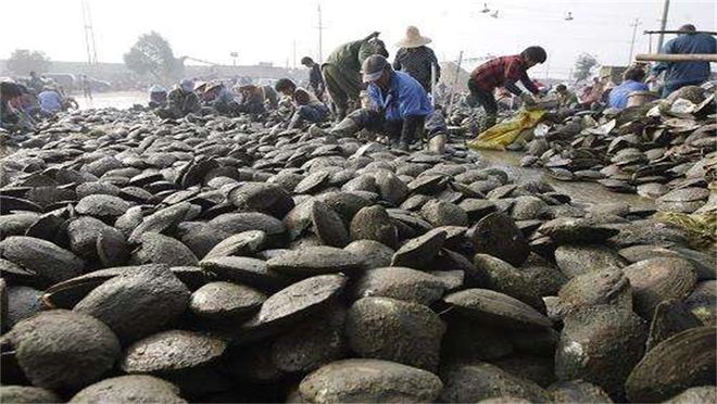 几十块钱现场杀蚌取珠取出来的珍珠是真的吗？别被小商贩忽悠了(图3)