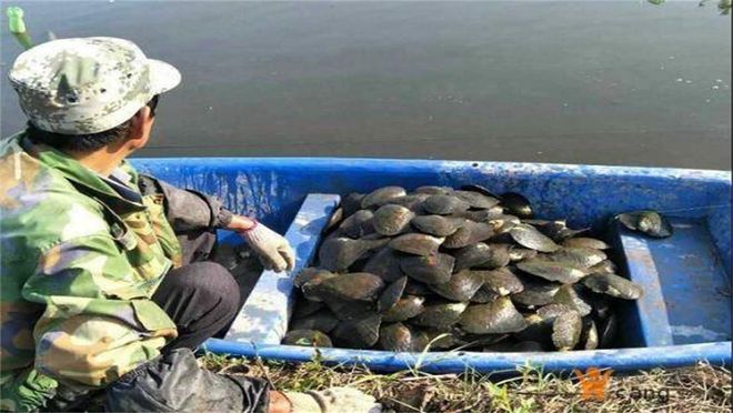 几十块钱现场杀蚌取珠取出来的珍珠是真的吗？别被小商贩忽悠了(图1)