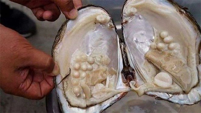 几十块钱现场杀蚌取珠取出来的珍珠是真的吗？别被小商贩忽悠了(图2)