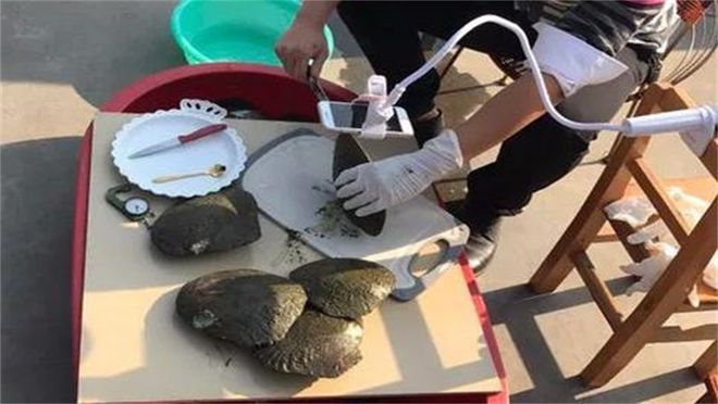 几十块钱现场杀蚌取珠取出来的珍珠是真的吗？别被小商贩忽悠了(图6)