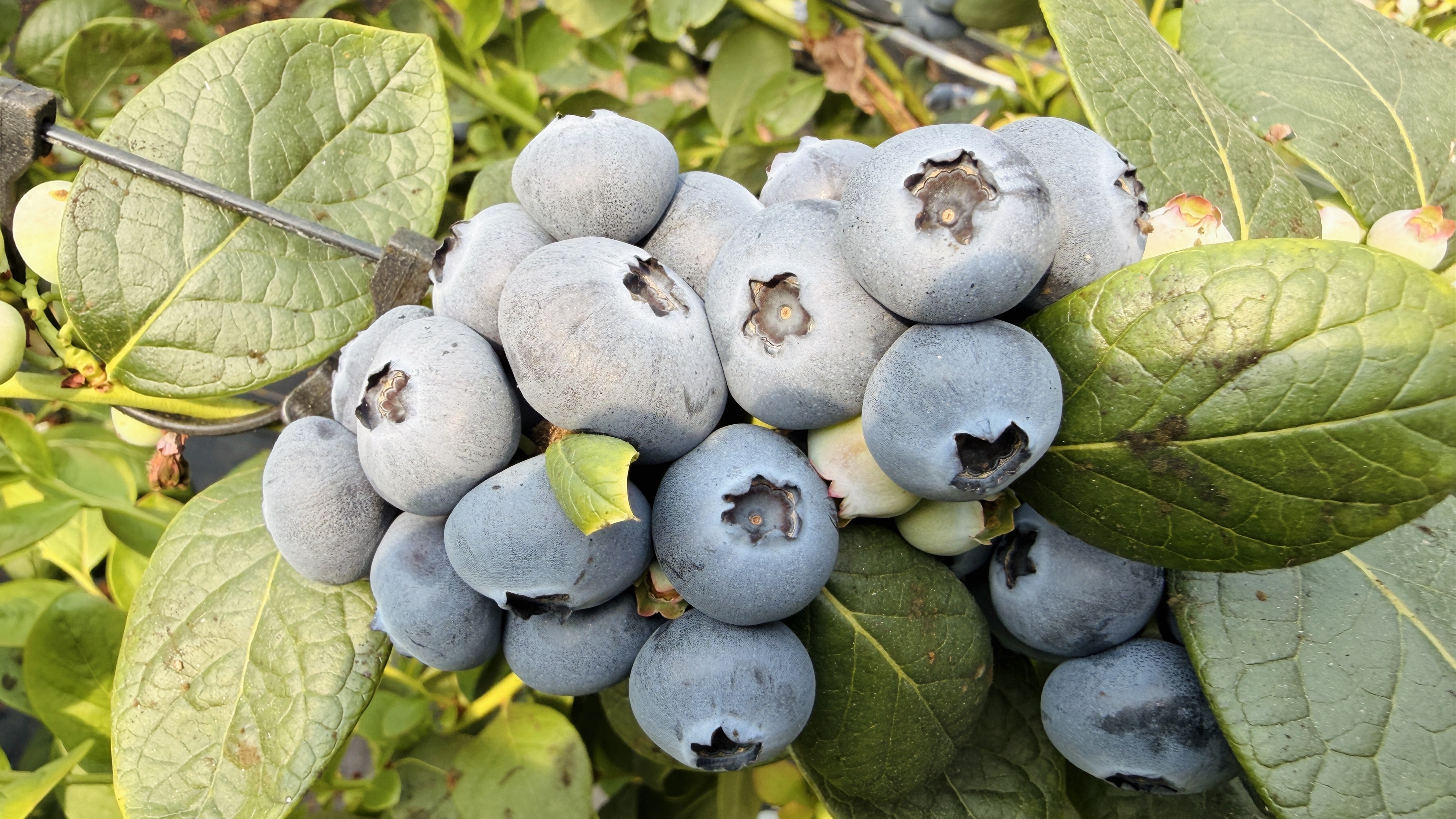 庄河蓝莓“牵手”中超赛场 特色林果产业再添“甜蜜引擎”(图1)