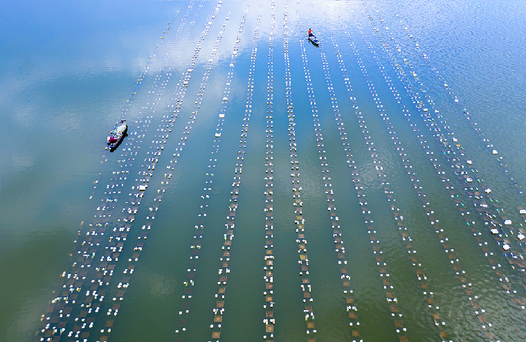 河南灵宝:沃野春潮涌 人勤地生金(图1)