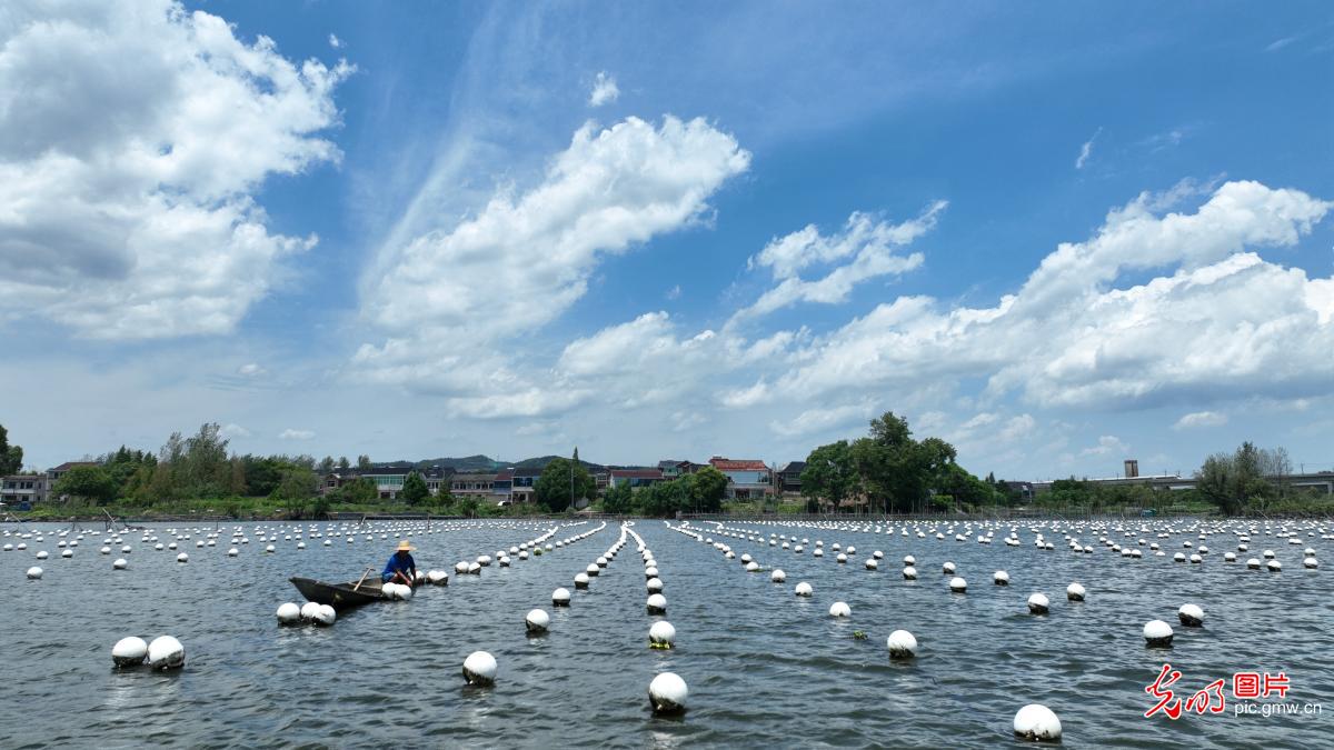 淡水珍珠蚌养殖重点技术docx(图1)