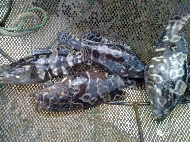 联发·金海雲墅最新价格联发·金海雲墅首页网站售楼处电话地址在售户型营销中心周边配套容积率楼盘小区详情(图1)