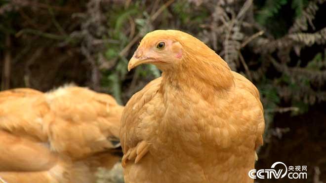 国联水产(300094)_最新价格_行情_走势图—东方财富网(图1)