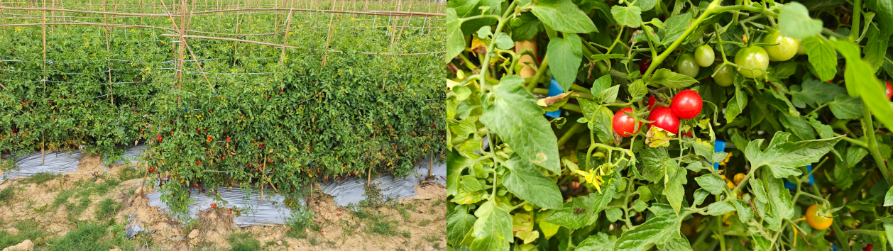 400颗中出一颗的小番茄1元起拍！每晚8点超500款新奇特生鲜等你“捡漏”(图2)