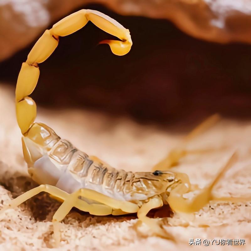 全球最贵的 10 种液体：一滴价值 4400 万美元比黄金贵 34万倍(图8)