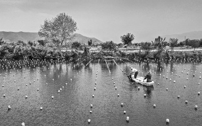 徐闻西连大井村：“南珠第一村”迎丰收 小珍珠串起振兴大产业(图1)