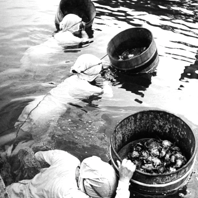 瞭望丨锦州：退养还湿重现绿苇红滩(图1)