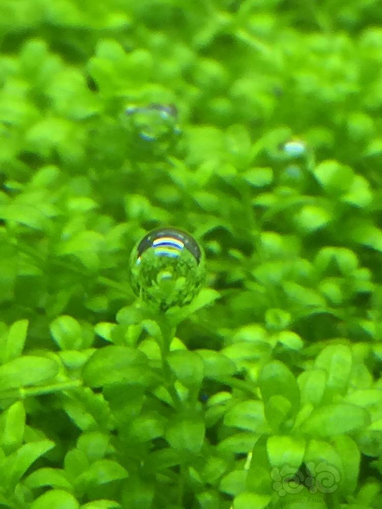 福鼎紫菜进阶之路(图1)