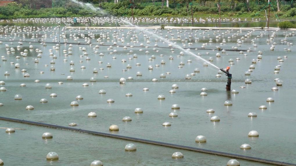 珍珠金鱼怎么养？珍珠金鱼喂食方法(图1)