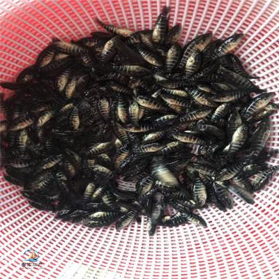 400余款新优植物“卷”起了抵抗力只为留在上海(图1)