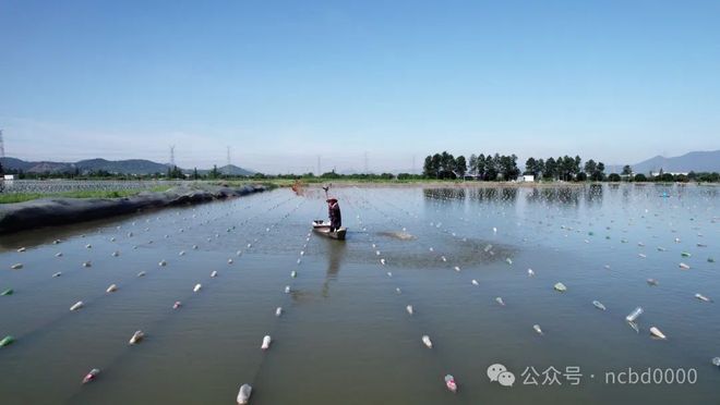 鱼蚌混养300亩产值超千万？诸暨“珍珠王子”带你探秘500亿级珍珠产业(图2)