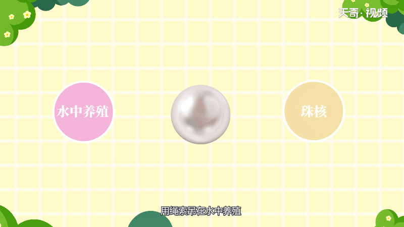 珍珠是怎么养出来的珍珠是如何养出来的(图1)