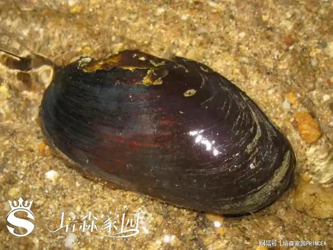 揭秘!蚌壳里的珍珠诞生记(图2)